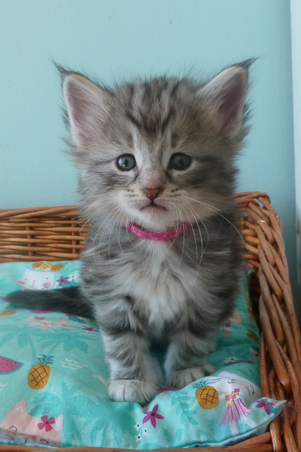 Tess