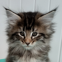 viking