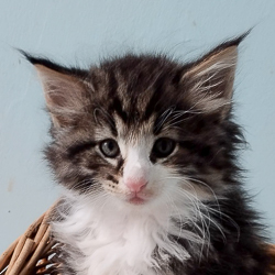 widget