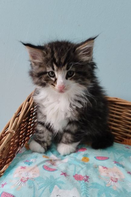 widget
