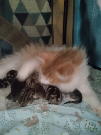BBS TISHANA
